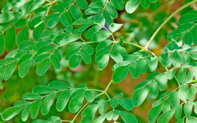 Moringa